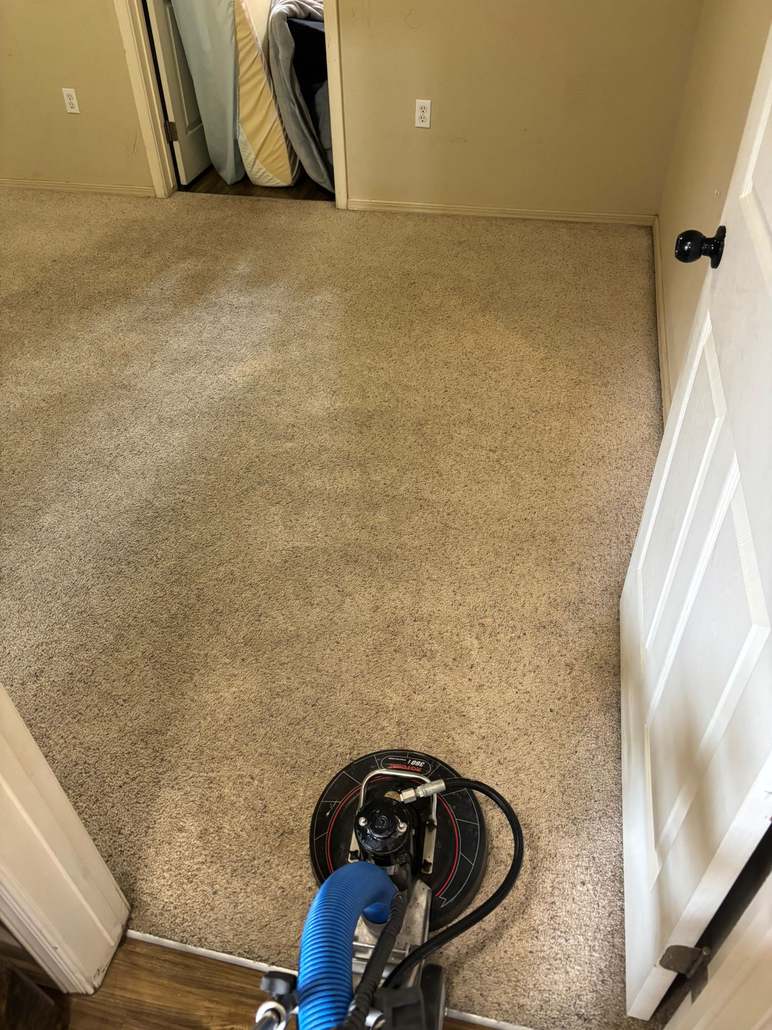 Clean carpet in Las Cruces NM home after professional steam cleaning – bright and fresh living room