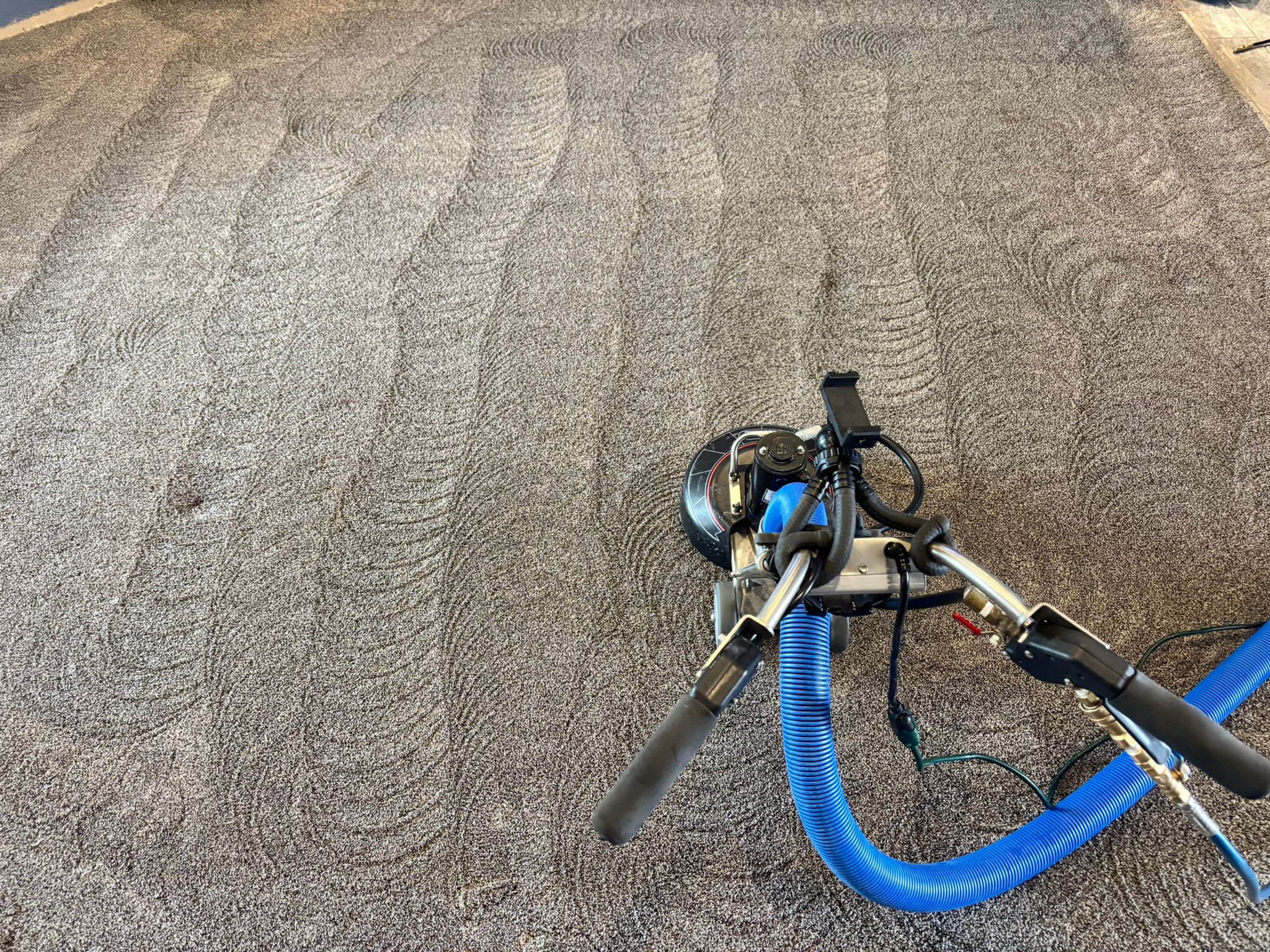 Freshly cleaned carpets in El Paso TX after professional pet urine and odor removal treatment by Aggie Carpet Cleaning